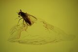 Detailed Fossil Fly (Diptera) In Baltic Amber #87120-1